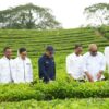 Produksi Teh Tembus 10.325 Ton, PalmCo Perkuat Daya Saing Indonesia di Pasar Global