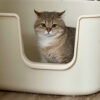 Spot Terbaik untuk Menyimpan Litter Box Kucing di Rumah