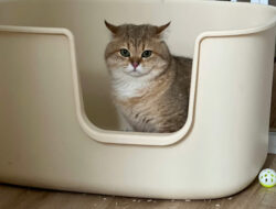 Spot Terbaik untuk Menyimpan Litter Box Kucing di Rumah