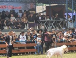 Pemkab Bandung Barat Dorong Pemberdayaan Peternak Lokal Lewat Kontes Seni Ketangkasan Domba Garut