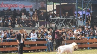 Pemkab Bandung Barat Dorong Pemberdayaan Peternak Lokal Lewat Kontes Seni Ketangkasan Domba Garut