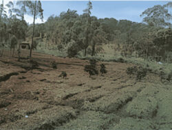 LindungiHutan Buka Lima Lokasi Penanaman Baru, Pangalengan Jadi Titik Reforestasi Jawa Barat
