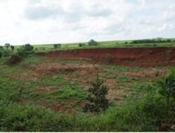 Dari Lahan Tandus ke Desa Produktif, Koranji Subang Bersama LindungiHutan