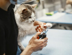 Tips Memotong Kuku Kucing Tanpa Drama