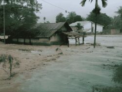 Deforestasi di Sumatra Memicu Kayu Hanyut Saat Banjir, LindungiHutan Serukan Reforestasi Hulu DAS