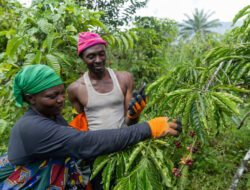 Rp53 Triliun Ekspor Pertanian Afrika Timur Terancam, Hanya 15% Pelaku Usaha Siap Penuhi Aturan Ketertelusuran Uni Eropa