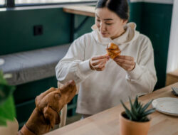 5 Rekomendasi Pet Friendly Cafe di Jakarta untuk Hangout di Akhir Pekan