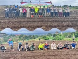 Optimalkan Lahan Tidur, Desa Mekarsari Wujudkan Ketahanan Pangan 2025 Lewat Program Tanam Jagung dan Hilirisasi Pertanian