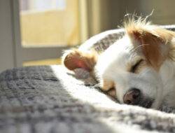 5 Hotel Pet Friendly di Jakarta Cocok untuk Staycation Bareng Anabul