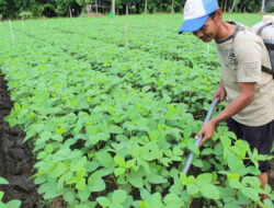 Holding Perkebunan Nusantara Dorong Pertanian Berkelanjutan Melalui Inovasi Pupuk Hayati Enero