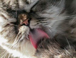 Fakta dan Fungsi Lidah Kucing Terasa Kasar