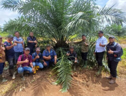 Holding Perkebunan Nusantara melalui PTPN IV Regional V Mutasikan TBM-3 ke TM-1 Seluas 1.119 Hektare pada Awal 2026