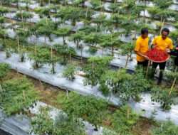 Ketika Mantan PETI Bersama-sama Membangun Pongkor