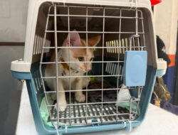 KAI Logistik Catat 13.435 Pengiriman Hewan Saat Ramadan – IdulFitri