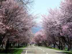 Rekomendasi Event Lari Maraton & Jalan Santai di Hokkaido