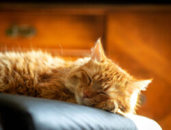 Durasi Ideal Kucing Dewasa Tidur