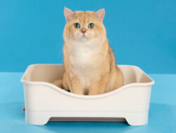 Rekomendasi Pasir Kucing Serap Bau di Ruangan Indoor