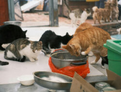 5 Kelebihan Adopsi Kucing Dari Shelter
