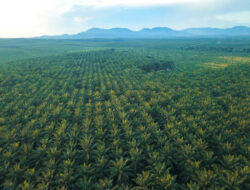 Gangguan Premanisme di Perkebunan Sawit Ancaman Nyata bagi Ketahanan Energi Nasional.