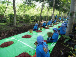 Holding Perkebunan Nusantara Perkuat Daya Saing, Ekspor Kopi Ijen ke AS dan Inggris