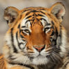 India Dorong Aliansi Global Lindungi Kucing Besar Dunia lewat IBCA Summit 2026