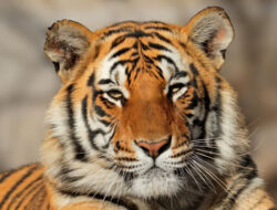 India Dorong Aliansi Global Lindungi Kucing Besar Dunia lewat IBCA Summit 2026