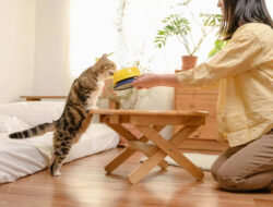 Tren Cat Food Minim Pengawet Semakin Diminati di Indonesia