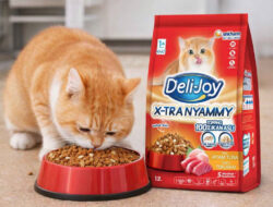 Jangan Asal Pilih! Ini Rekomendasi Dry Food Kucing Bernutrisi Tinggi