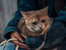 Berapa Usia Kucing dalam Umur Manusia? Simak Penjelasannya