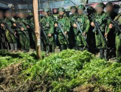 5.000 Batang Ganja Terungkap, TNI Habema Gagalkan Peredaran Narkotika