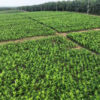 Holding Perkebunan Nusantara melalui PTPN IV PalmCo Akselerasi Peremajaan Sawit Petani di Riau Perkuat Implementasi Program B50