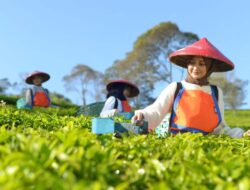 Holding Perkebunan Nusantara Perluas Jejak Teh Indonesia, Produk PTPN I Masuk Gerai Legendaris Twinings London