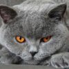 Ras Kucing Abu Abu Populer yang Cocok Dipelihara di Rumah
