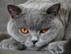 Ras Kucing Abu Abu Populer yang Cocok Dipelihara di Rumah