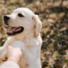 Dog Training Tips di Rumah Agar Anjing Pintar