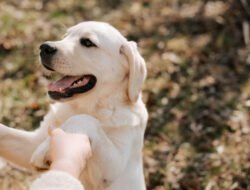 Dog Training Tips di Rumah Agar Anjing Pintar