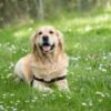 Kenali Anjing Labrador dari Karakter, Sifat, Sampai Cara Merawatnya