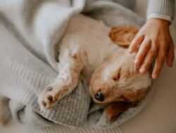 Tanda-Tanda Anjing Perlu Dibawa ke Dokter Hewan