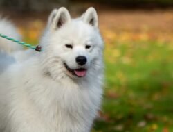 Anjing Samoyed, Ciri Karakter dan Cara Merawatnya