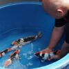 Breeder Doitsu Showa Terbesar ke-2 di Dunia