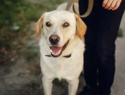 Warna Urine Anjing, Panduan Mengenali Kondisi Kesehatannya