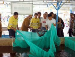 Sinergi Pemda Halmahera Utara dan NHM Peduli: Dorong Kemandirian Pangan Melalui Sukses Budidaya Bioflok BUMDes Sadaka Farm
