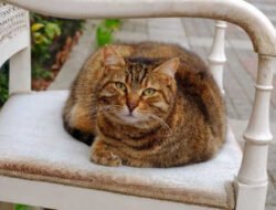 Cara Merawat Kucing Kampung agar Sehat, Aktif dan Gemuk