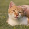 Kenali Jenis Virus Kucing dan Cara Mencegah Penularannya
