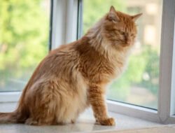 10 Jenis Kucing Besar yang Bisa Dipelihara di Rumah