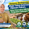 Rumput Mulai Menipis di Tengah Kemarau, Kadis Peternakan KBB drh. Wiwin Aprianti, M.Si. Minta Peternak Siapkan Pakan Cadangan