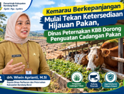 Rumput Mulai Menipis di Tengah Kemarau, Kadis Peternakan KBB drh. Wiwin Aprianti, M.Si. Minta Peternak Siapkan Pakan Cadangan