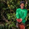 Kebun Kopi Ijen, Warisan yang Terus Menghidupi