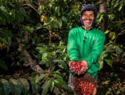 Kebun Kopi Ijen, Warisan yang Terus Menghidupi