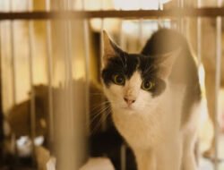 Panduan Membersihkan Kandang Kucing Dengan Benar